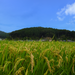 Rice field