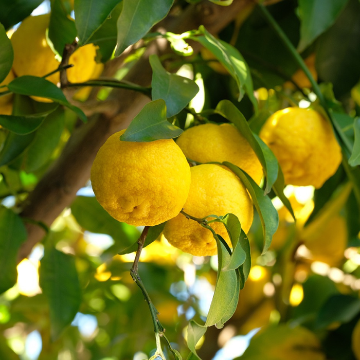 Yuzu citruses hanging on trees
