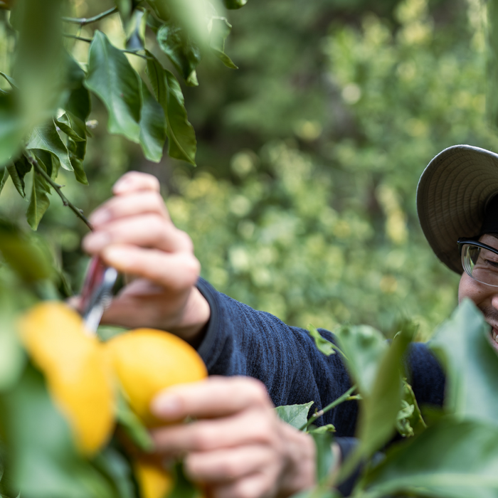 Man picking up a lemon from trees