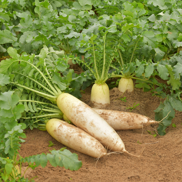 Daikon radishes in the field