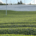 Outdoor green tea fields