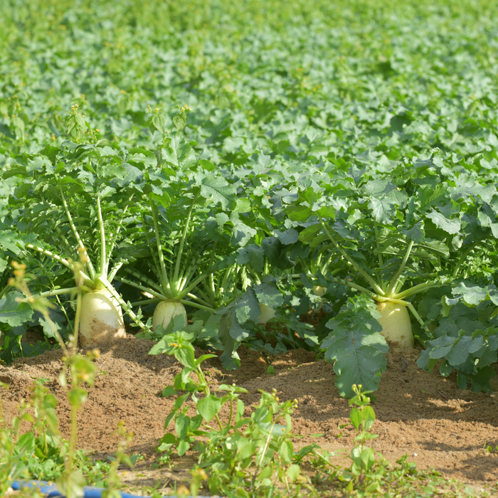 Daikon radishes in the field