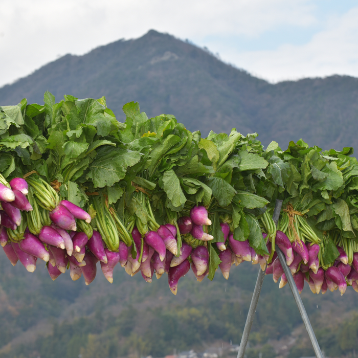 Tsuda turnips being dried