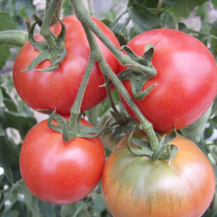 Four whole tomatoes hanging from tomato plants