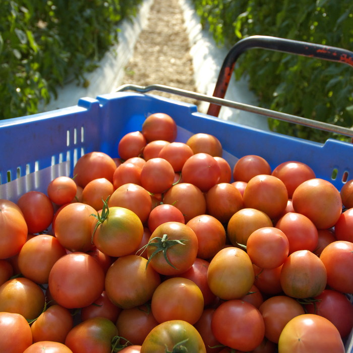 Hundreds of tomatoes in a basket