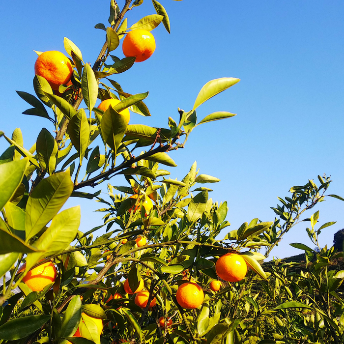 Mikan mandarin fruits hanging from trees