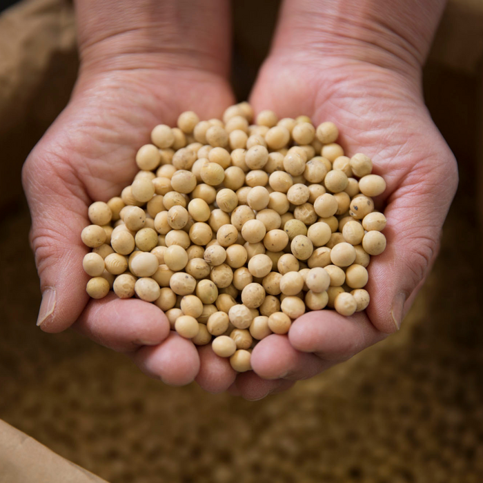 Man holding a handful amount of soy beans