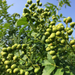 Sansho peppercorns hanging from trees