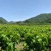 Organic mulberry fields surrounded by mountains